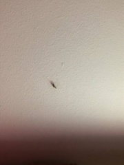 Micropholcus fauroti