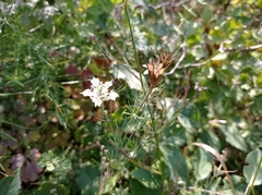 Nigella arvensis