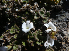Veronica spathulata