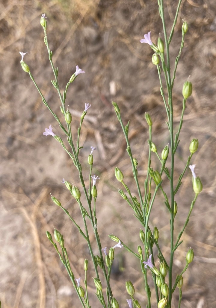 Small-flower Standing-cypress