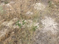 Microgilia minutiflora