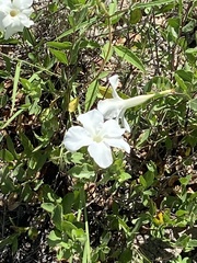 Mandevilla brachysiphon