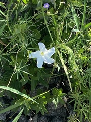 Mandevilla brachysiphon