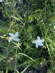 Mandevilla brachysiphon