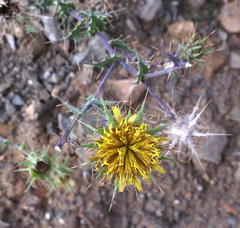 Berkheya cruciata cruciata
