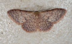 Idaea trissorma