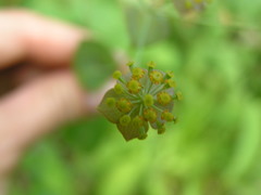 Bupleurum longifolium