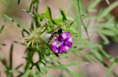Acmaeodera solitaria
