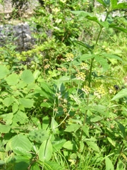 Bupleurum longifolium