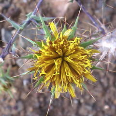 Berkheya cruciata cruciata