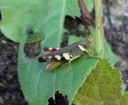 Apalacris varicornis photo 2