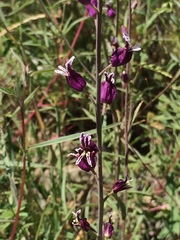 Streptanthus glandulosus glandulosus