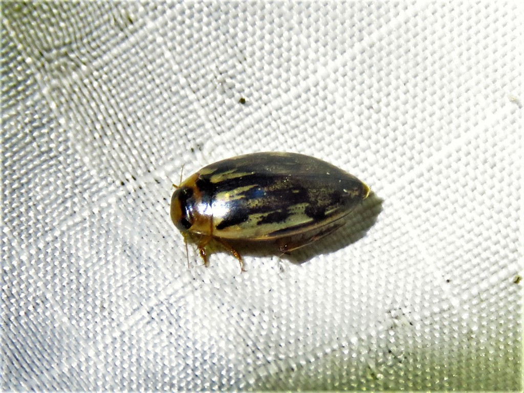 Coptotomus venustus
