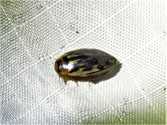 Coptotomus venustus