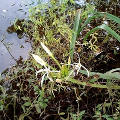 Crinum viviparum