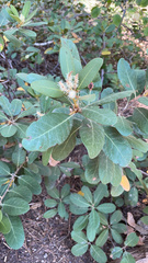 Chrysolepis