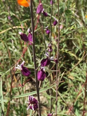 Streptanthus glandulosus glandulosus