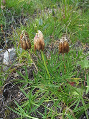 Trifolium polyphyllum