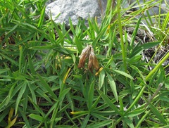 Trifolium polyphyllum