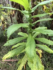 Calomeria amaranthoides