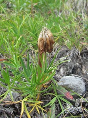 Trifolium polyphyllum