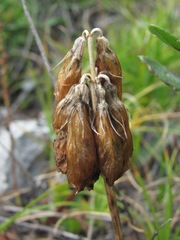 Trifolium polyphyllum