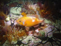 Chrysoblephus laticeps