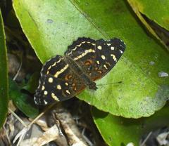 Anthanassa ptolyca amator