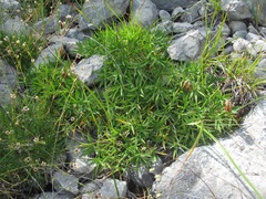 Trifolium polyphyllum