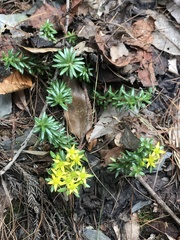 Sedum morrisonense