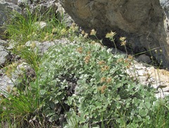 Potentilla oweriniana
