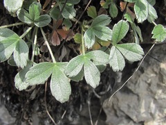 Potentilla oweriniana