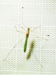 Metacanthus multispinus