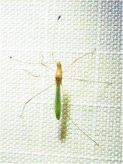 Metacanthus multispinus