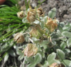 Potentilla oweriniana