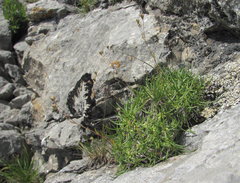 Gypsophila tenuifolia