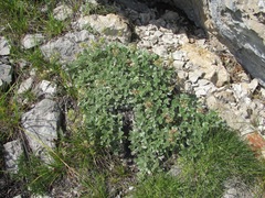 Potentilla oweriniana