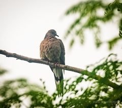 Streptopelia chinensis