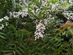 Derris scandens
