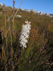 Bulbinella trinervis
