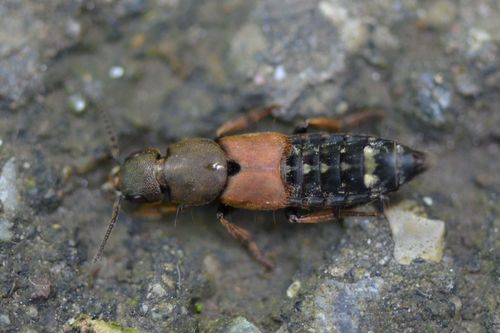Platydracus chalcocephalus