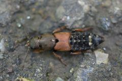 Platydracus chalcocephalus