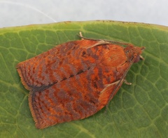 Spheterista tetraplasandra