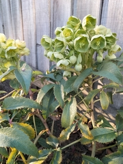 Helleborus lividus