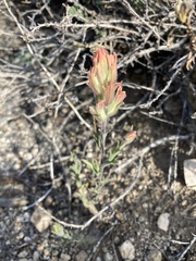 Castilleja praeterita