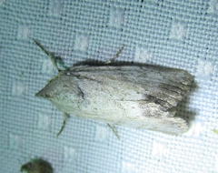 Catabenoides