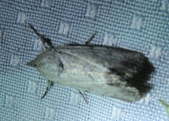 Catabenoides