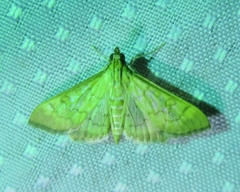 Mimorista