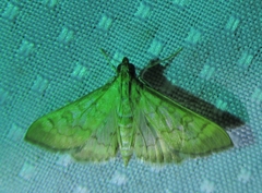 Mimorista