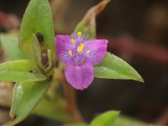 Cyanotis fasciculata